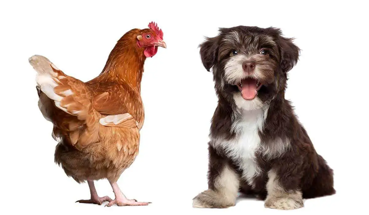 are chickens smarter than dogs