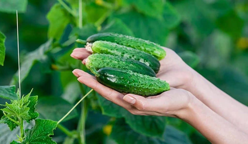 are cucumbers safe for chickens