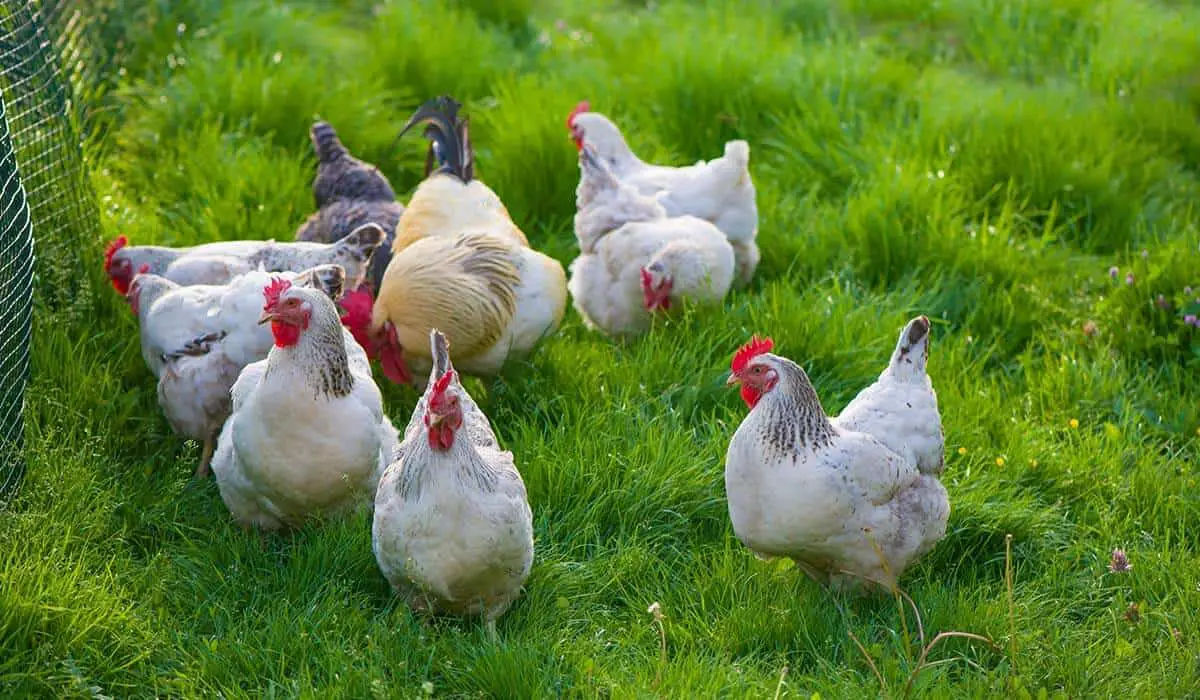 Can Chickens of Different Ages Live Together? - henraising.com