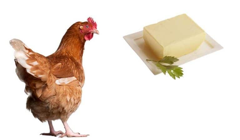 can chickens eat cheddar cheese