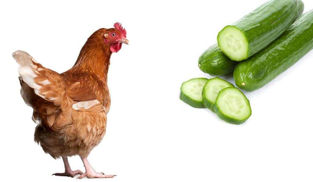 Can Chickens Eat Cucumbers? Is It Good for Them?