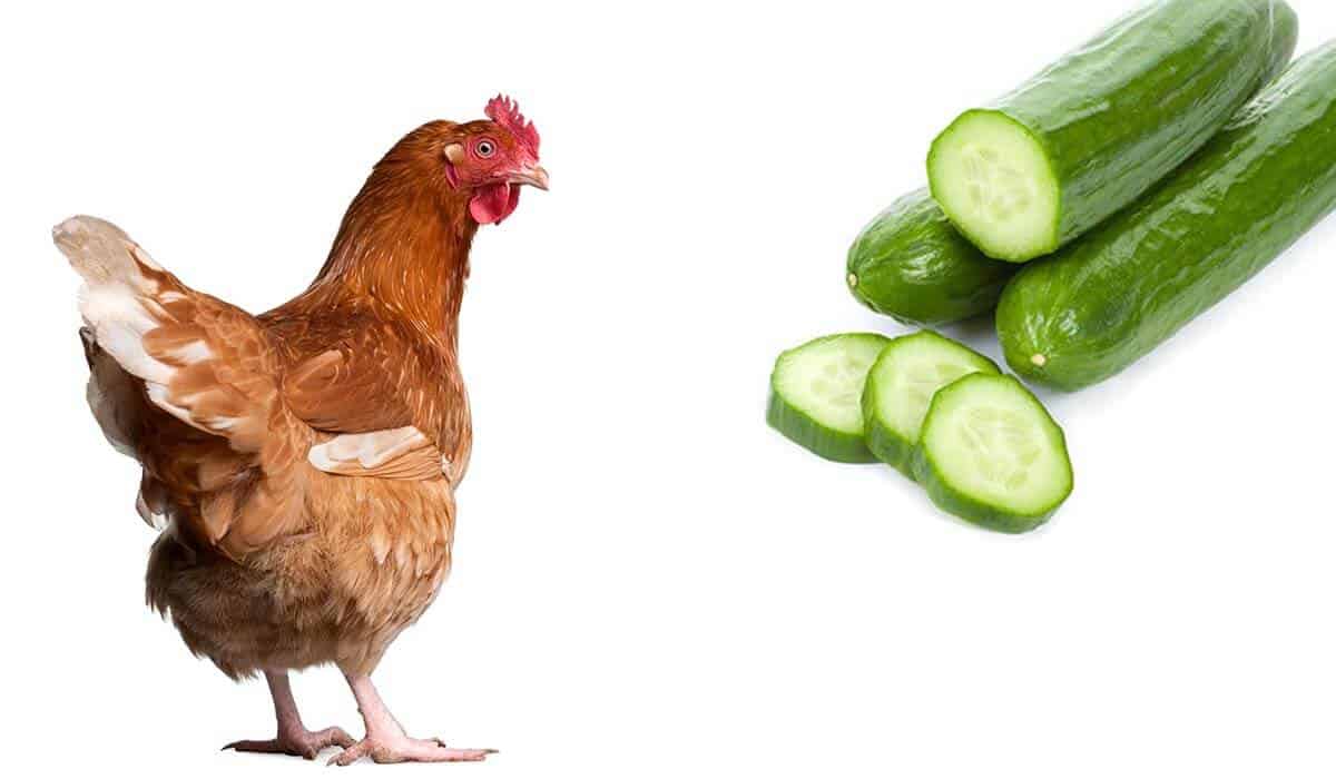 can chickens eat cucumbers