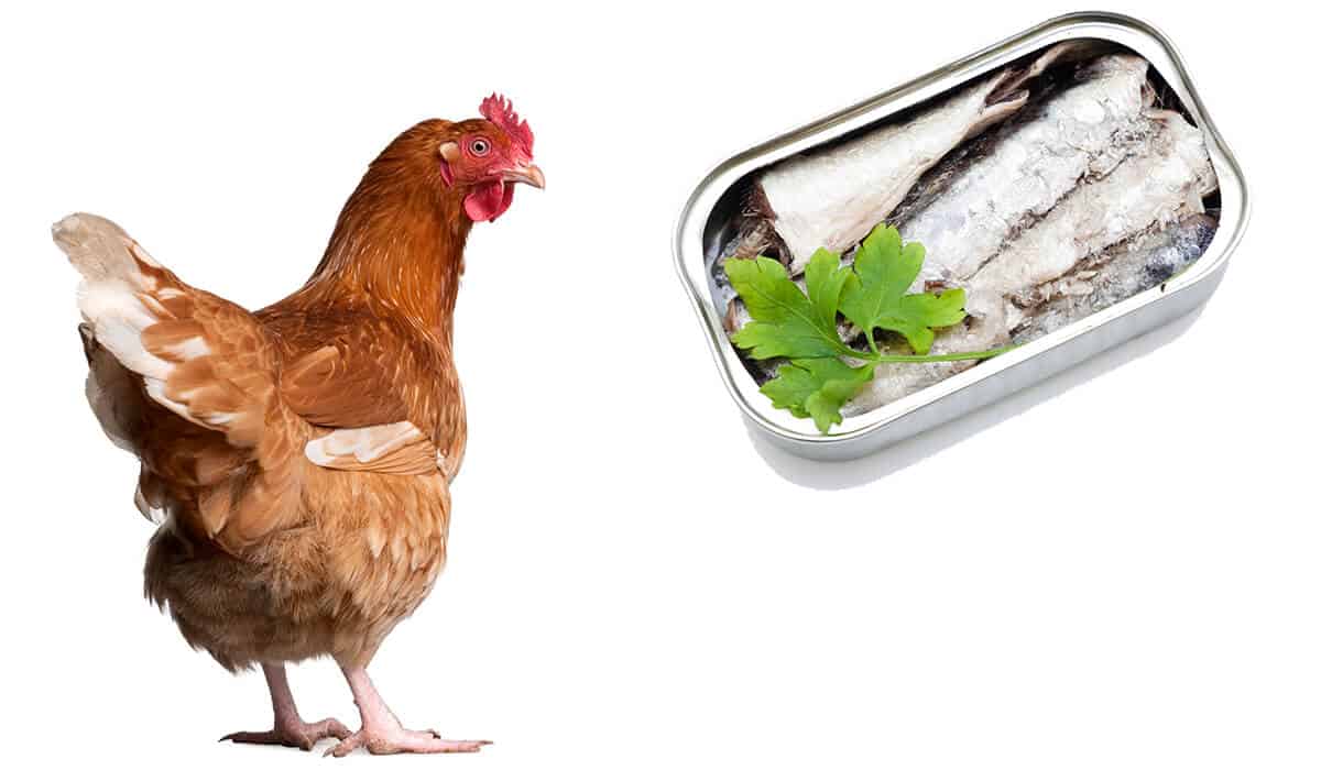 can chickens eat sardines