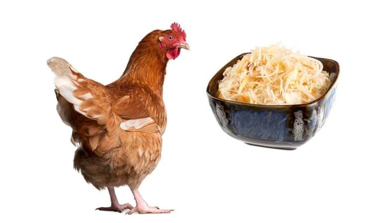 can chickens eat sauerkraut