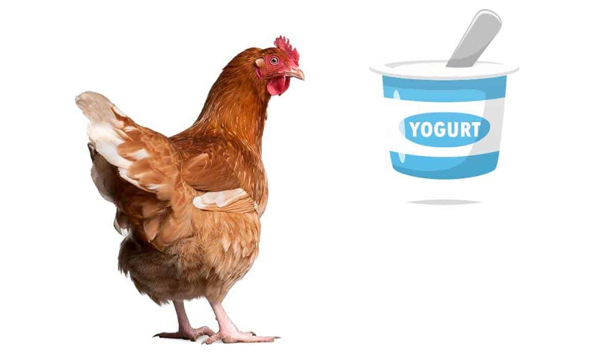 can chickens eat yogurt