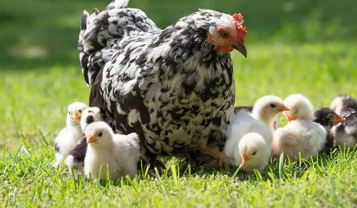 can chickens of different ages live together