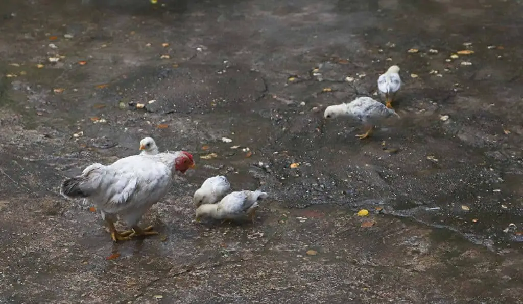 Can Chickens Sleep Outside In The Rain? (Is It Safe)
