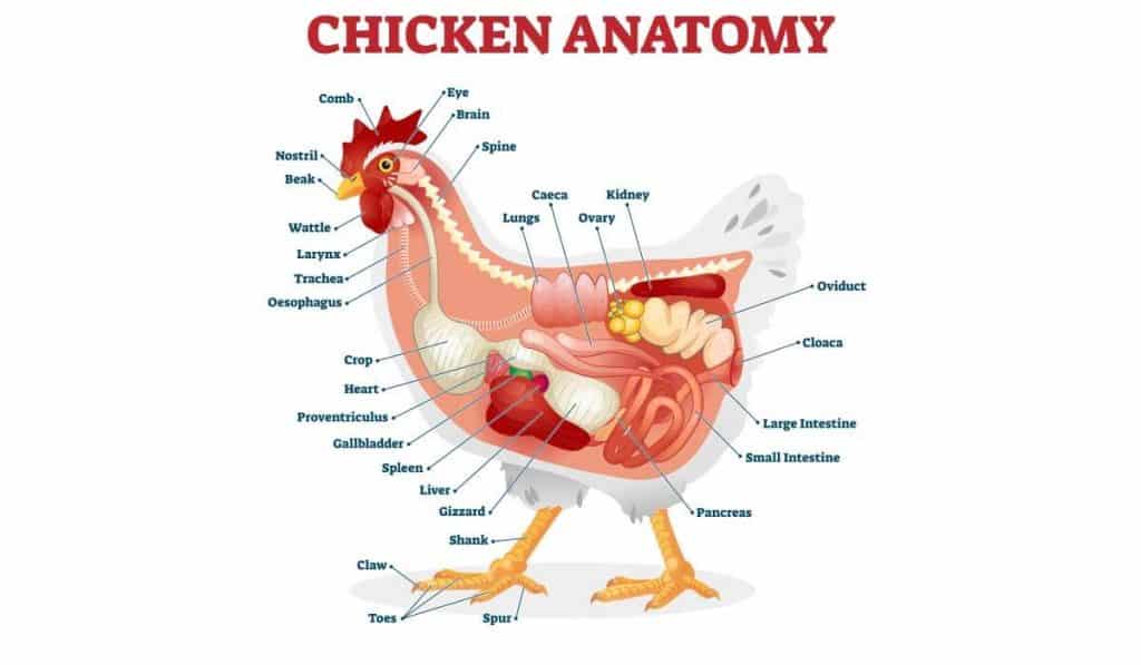 chicken anatomy