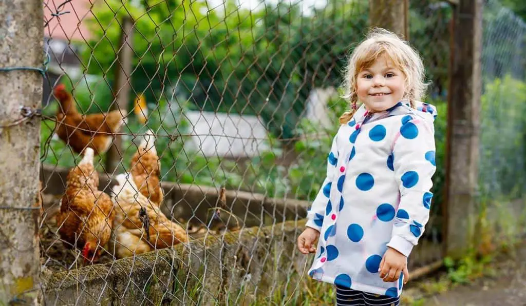 chickens and rain