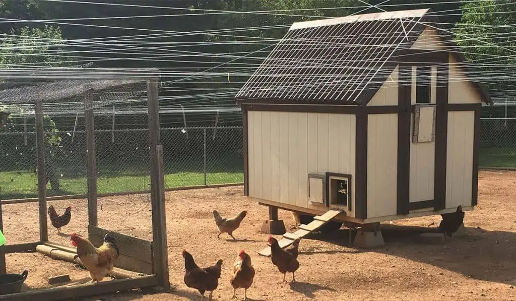 chickens in chicken coop