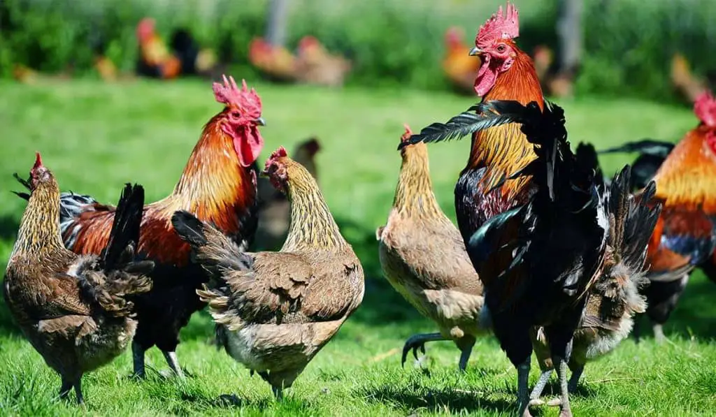 Do Chickens Know Their Names? Do They Recognize Their Owners