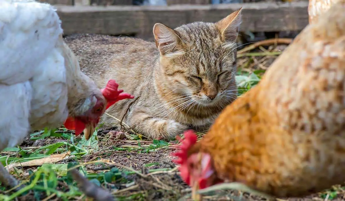 do house cats get along with chickens