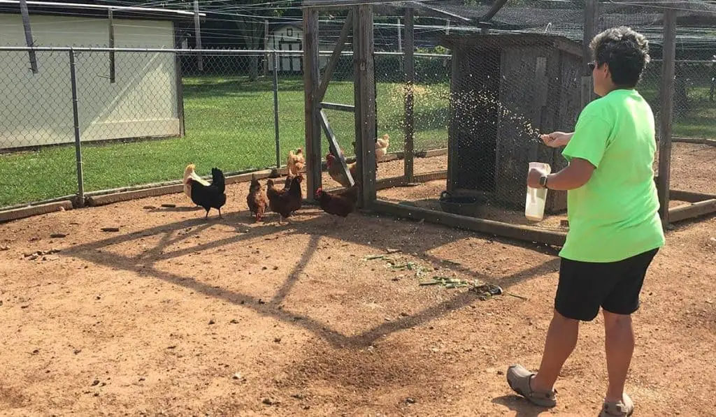 feeding chickens