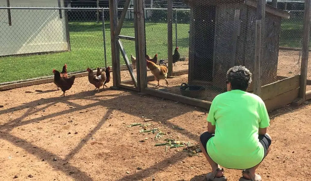 in chicken coop