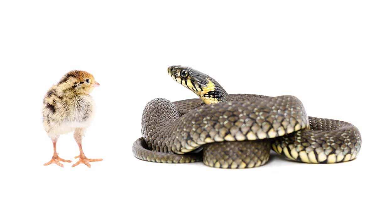 What Kind of Snakes Eat Chickens? (Big, Small & More)