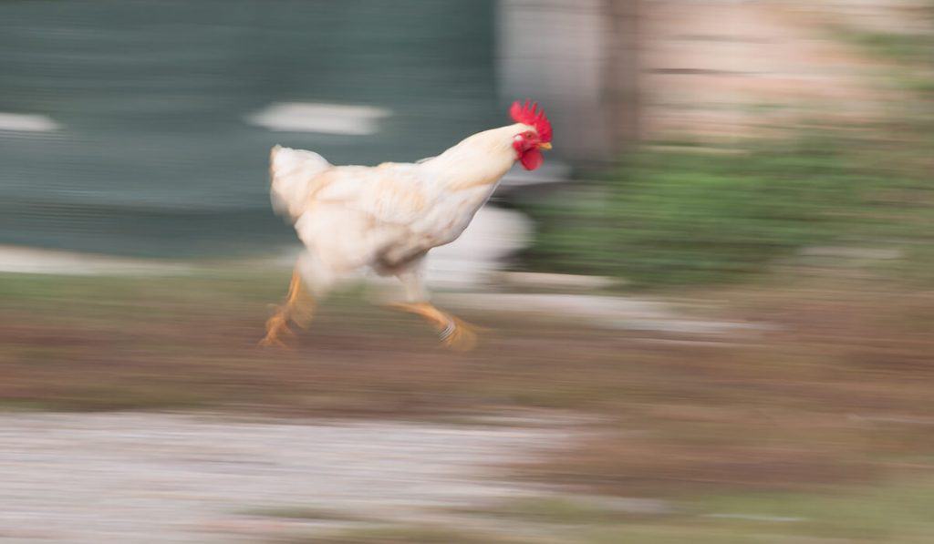 Why Are My Chickens Scared of Me? Get Them To Like You