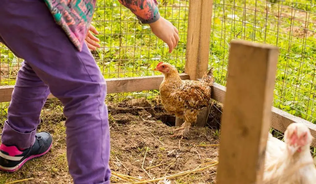 Are Chickens Dangerous? A Look At the Dangers