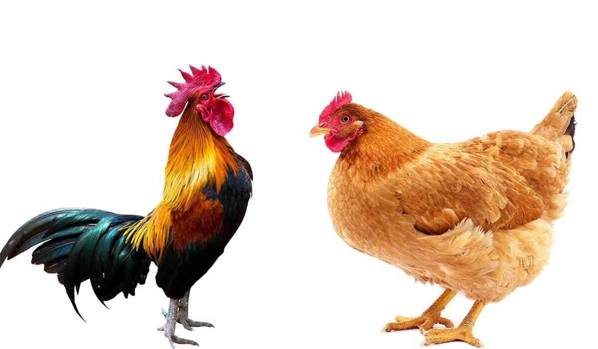 are chickens female