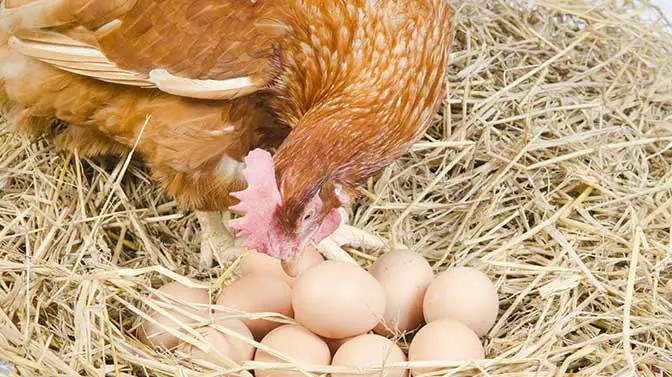 are chickens protective of their eggs