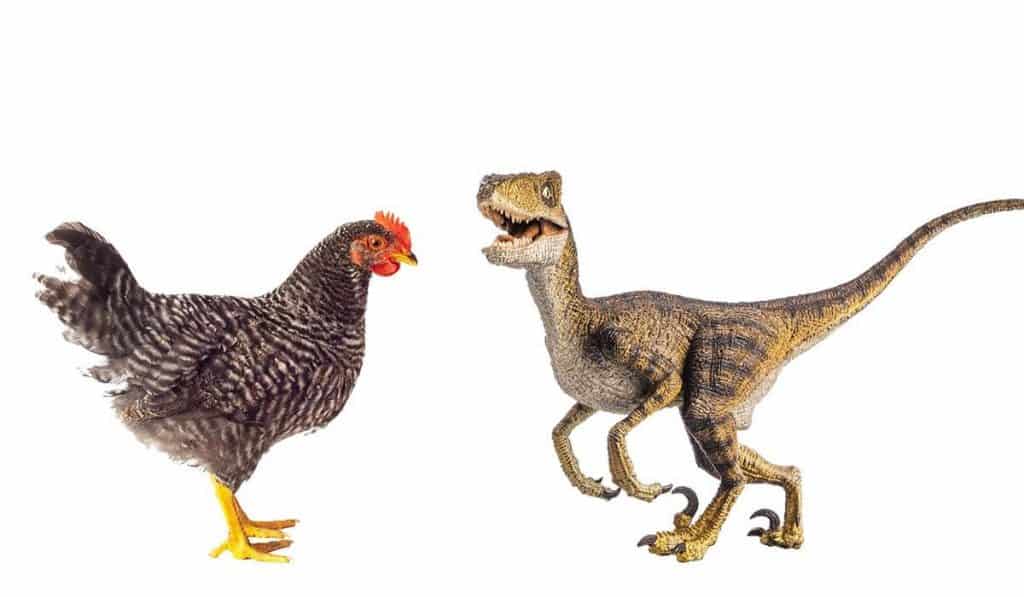 velociraptor turkey