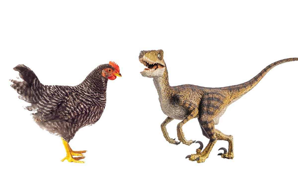 are chickens related to velociraptors
