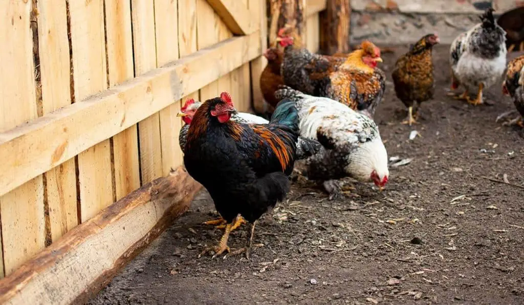 dangers of keeping chickens in your house