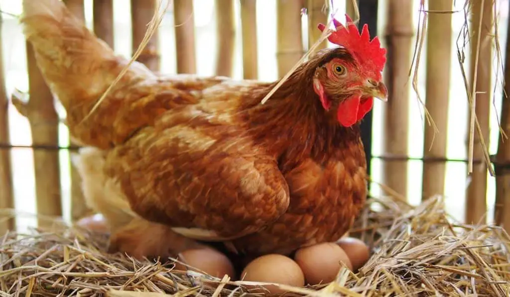 Why Do Chickens Lay Eggs Every Day But Other Birds Don’t? - henraising.com