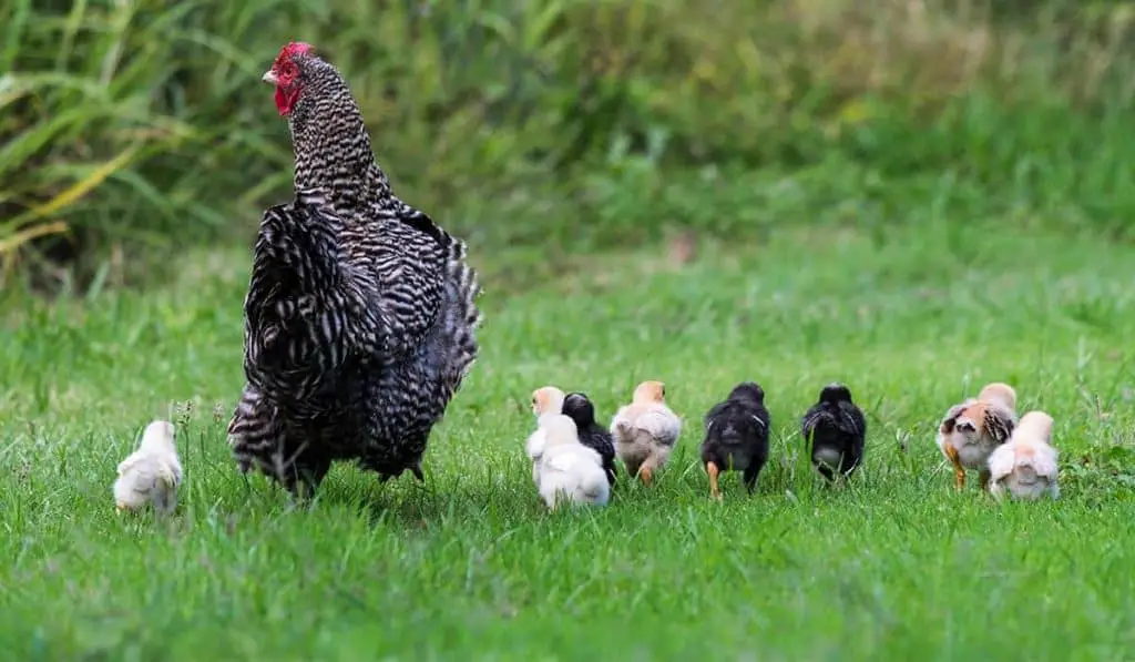 Do Chickens Lay Eggs After Hatching Chicks? - henraising.com