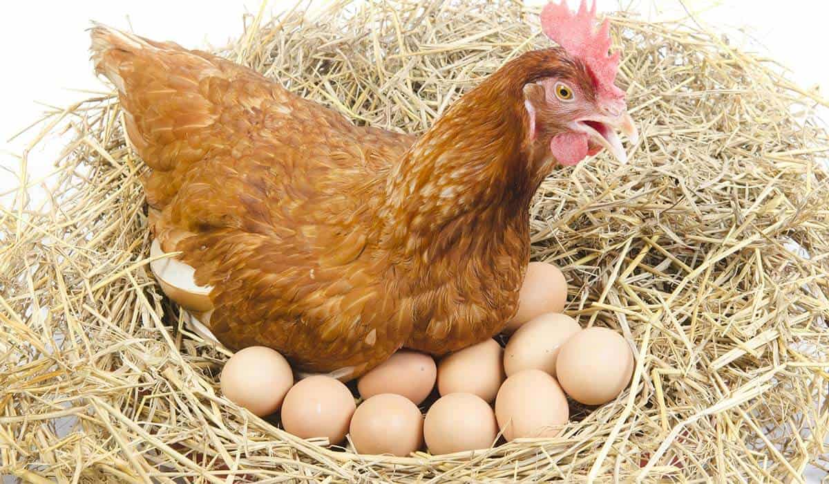 do chickens lay eggs if they are not fertilized