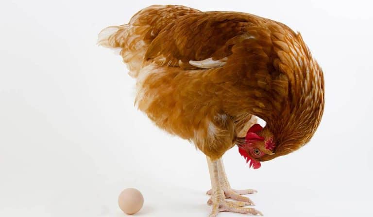 do chickens lay fewer eggs in hot weather