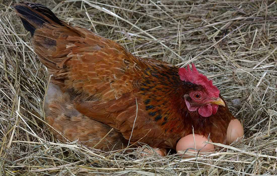 do hens get sad when you take their eggs