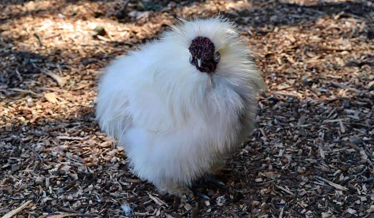 do silkies sleep on the ground