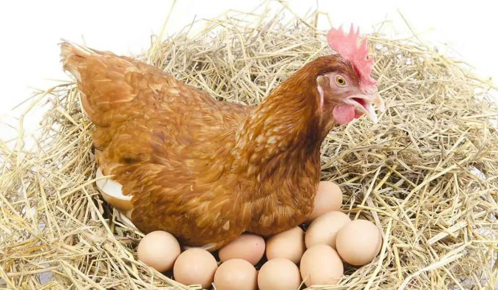 how to get chickens to lay bigger eggs