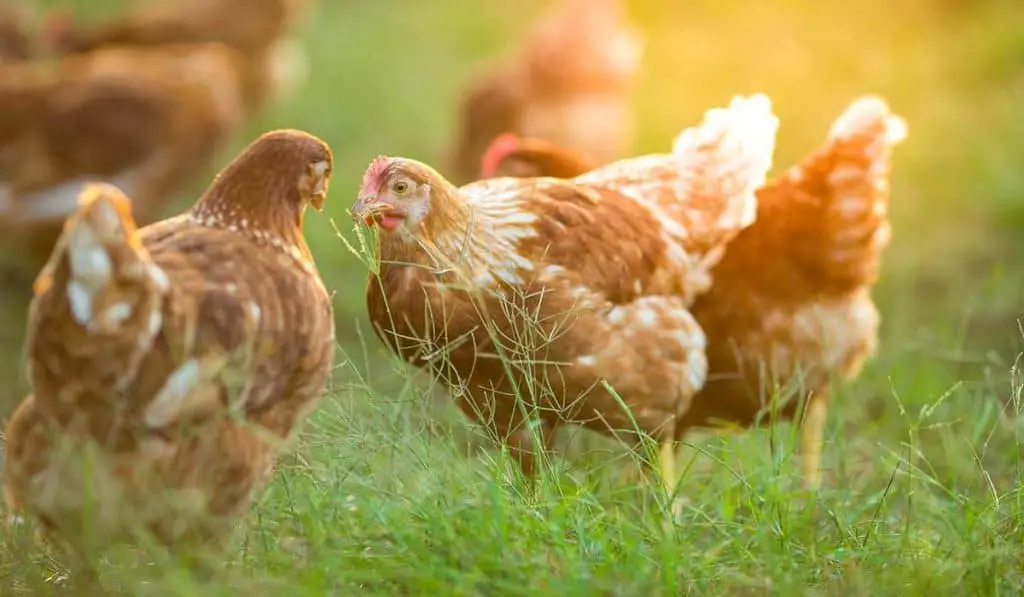 is it normal for chickens to eat feathers