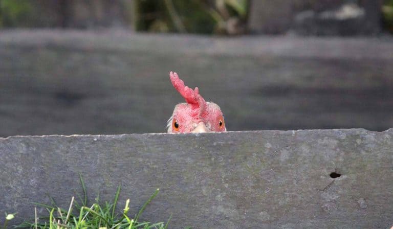 where do chickens hide when scared
