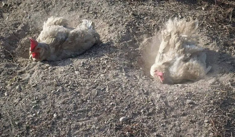 why do chickens burrow in the dirt