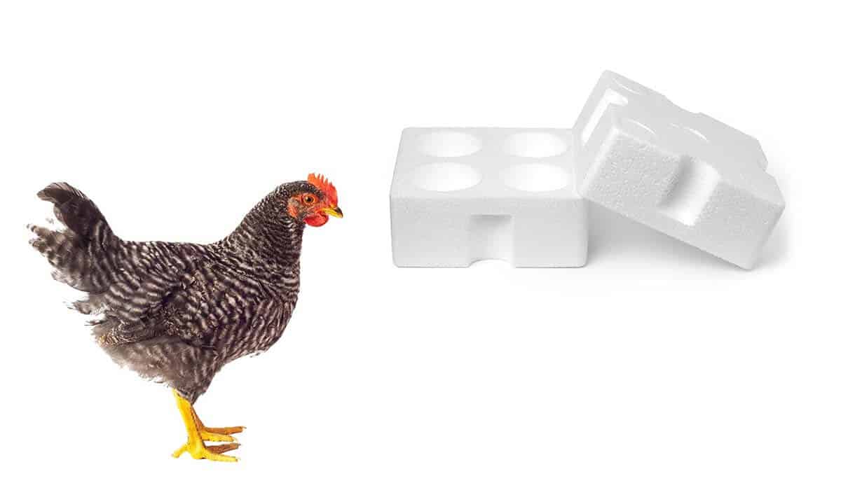 why do chickens eat styrofoam