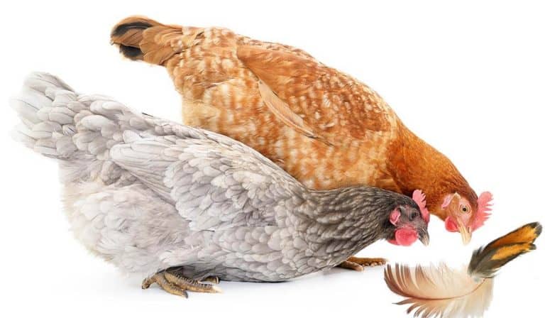 why do chickens eat their own feathers