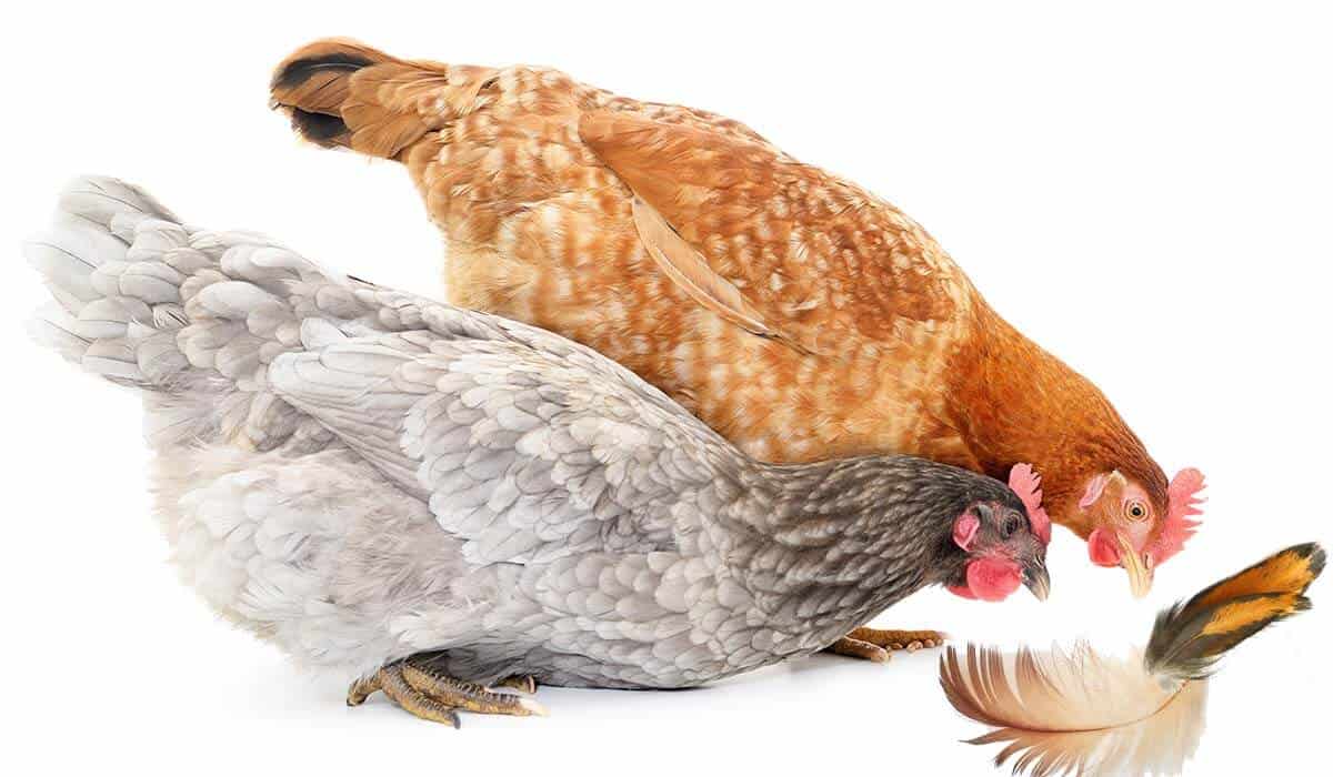 why do chickens eat their own feathers