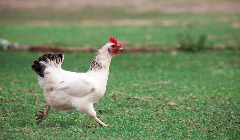 why do chickens follow me