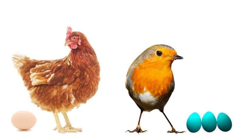 why do chickens lay eggs every day but other birds don't