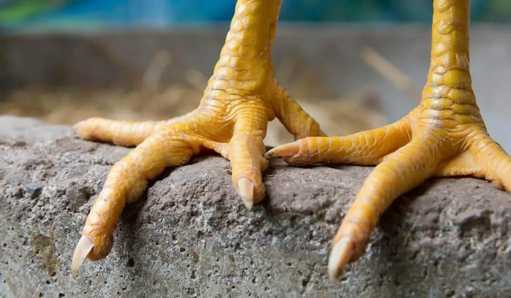 Why Do Chickens Stomp Their Feet?