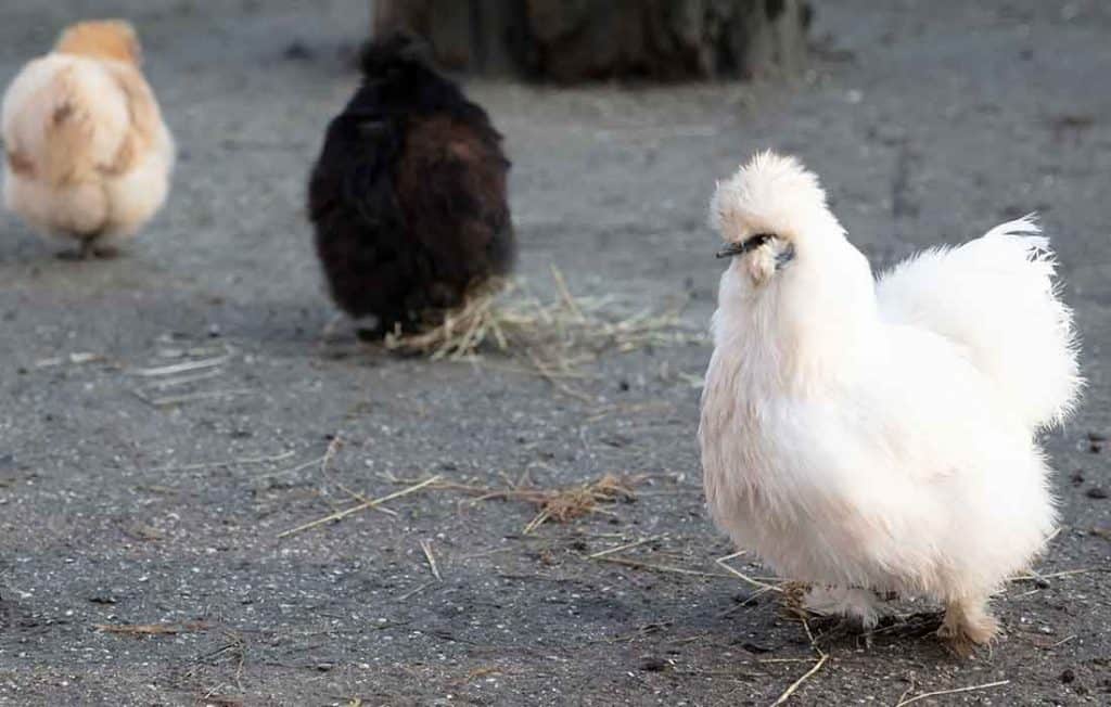 do silkie chickens have feathers on their feet