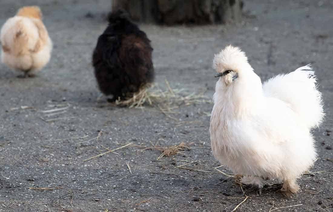 silkie chicken feet