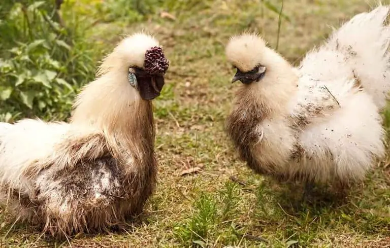 are male silkies aggressive