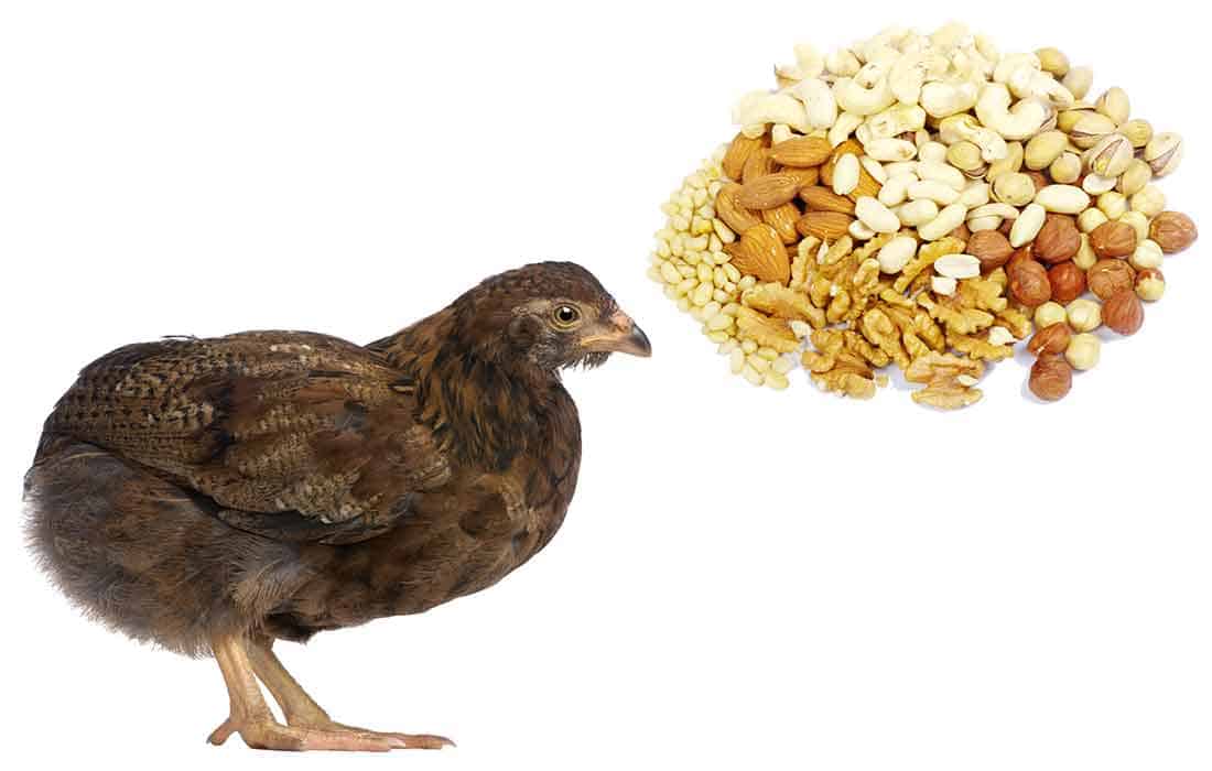 are nuts dangerous to chickens