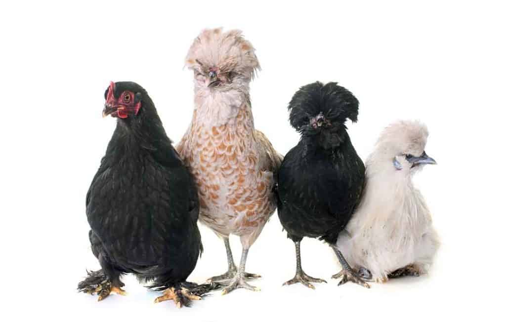 Are Silkies Good With Other Chickens? Everything You Need to Know