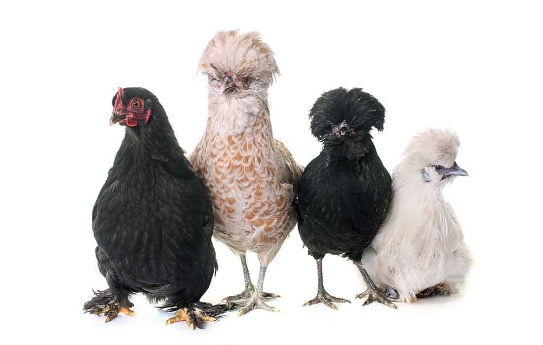 are silkies good with other chickens