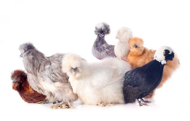 are silkies hard to keep alive