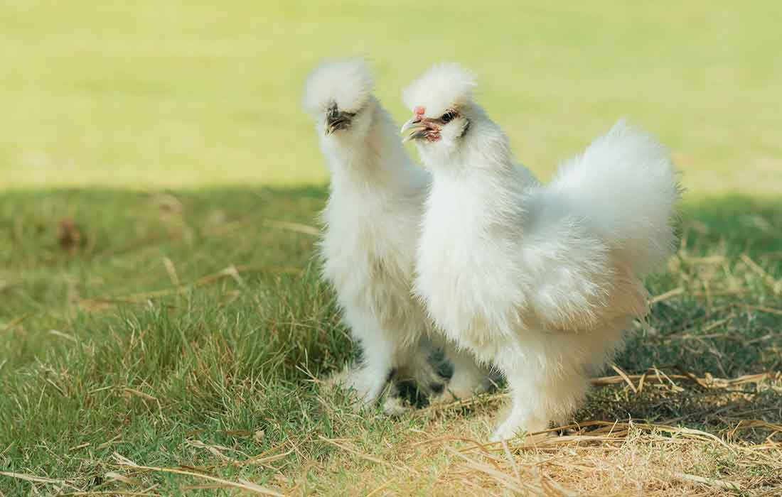 are silkies hypallergenic